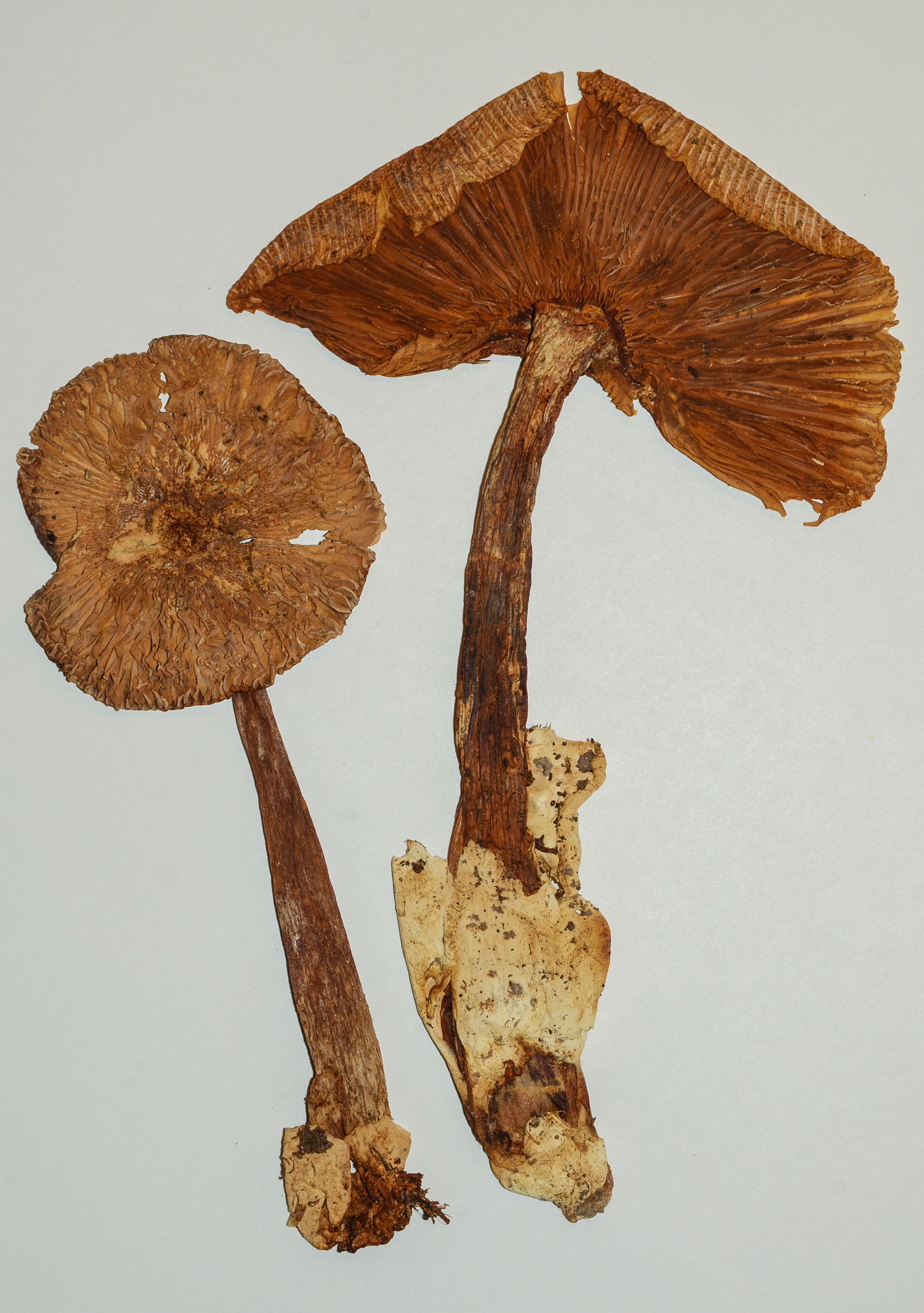 Enlarged view: specimen of the mycological herbarium